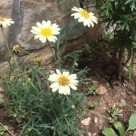 Posada Junco Y Capuli Huancayo Kültér fotó